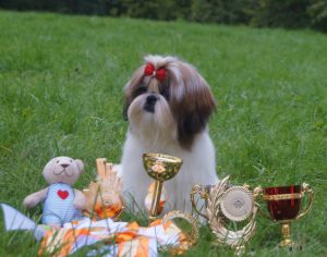 Dog Photo