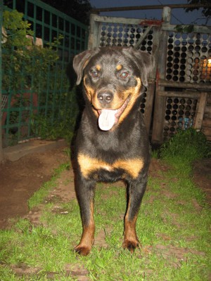 Dog Photo