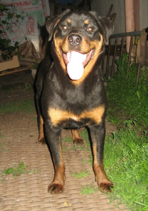 Dog Photo