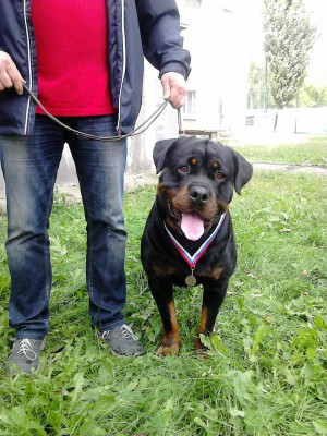 Dog Photo