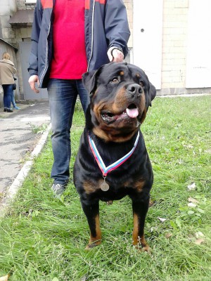 Dog Photo