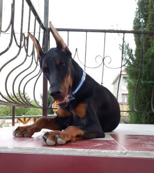 Dog Photo