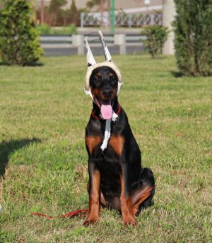 Dog Photo