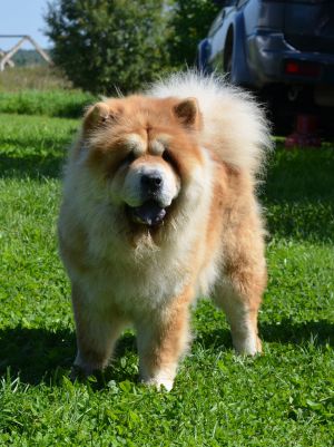 Dog Photo