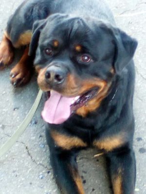Dog Photo
