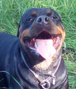 Dog Photo