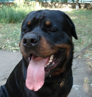 Dog Photo