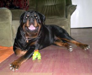 Dog Photo