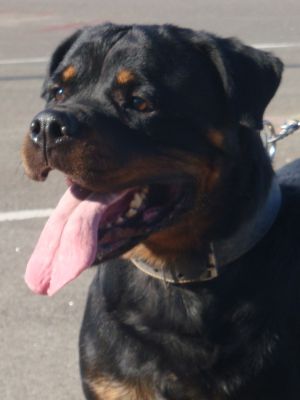 Dog Photo