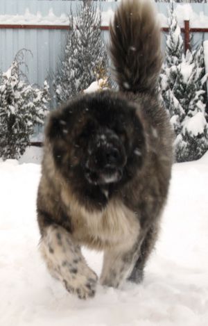Dog Photo