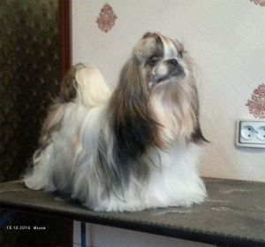 Dog Photo