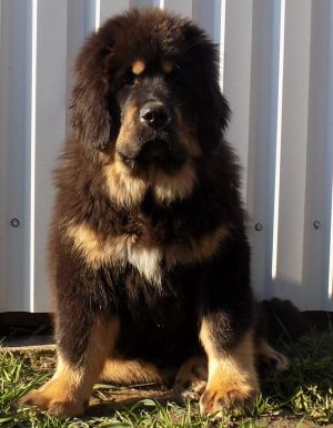 Dog Photo