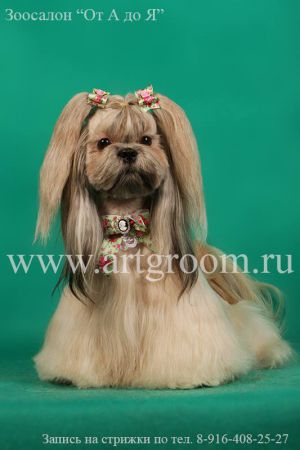 Dog Photo