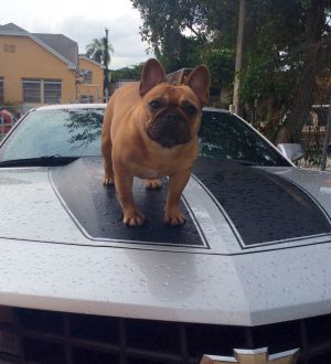 Dog Photo