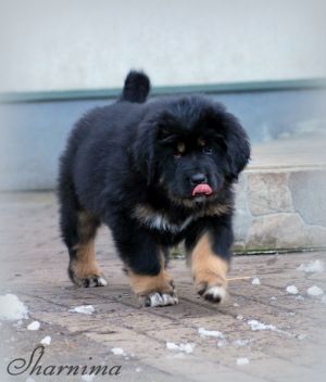 Dog Photo