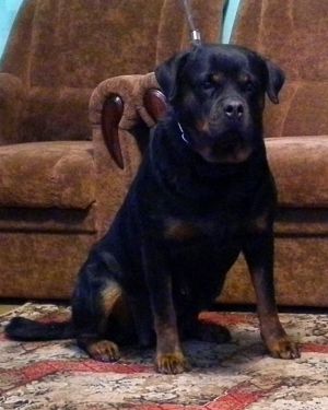 Dog Photo