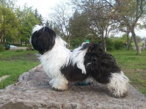 Dog Photo