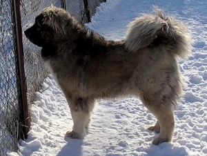 Dog Photo