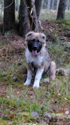 Dog Photo