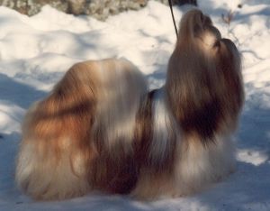 Dog Photo