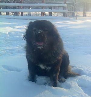 Dog Photo