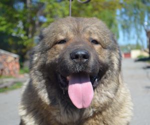 Dog Photo