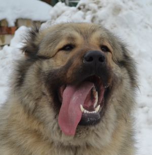 Dog Photo