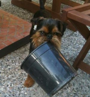 Dog Photo