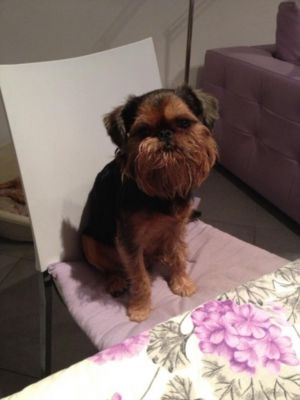 Dog Photo