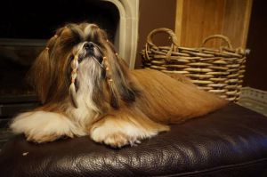 Dog Photo