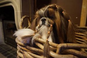 Dog Photo