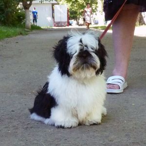 Dog Photo