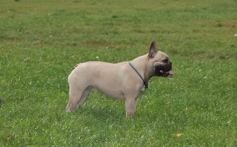 Dog Photo