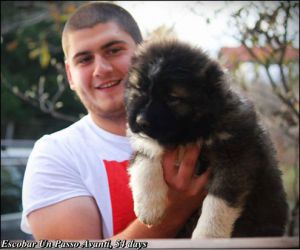 Dog Photo