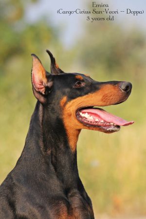 Dog Photo