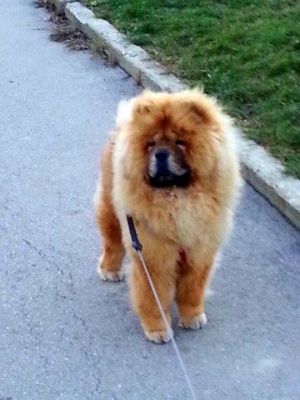 Dog Photo