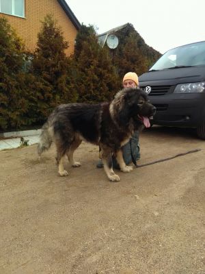 Dog Photo