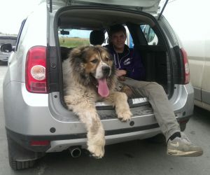 Dog Photo