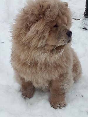 Dog Photo