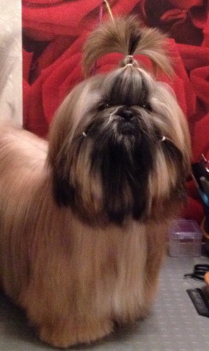 Dog Photo