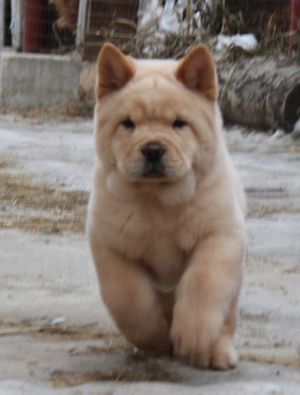Dog Photo
