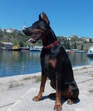 Dog Photo