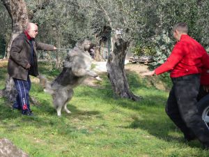 Dog Photo