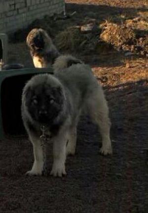 Dog Photo