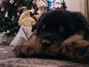 Dog Photo