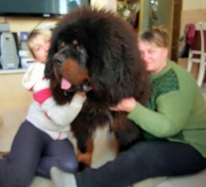 Dog Photo