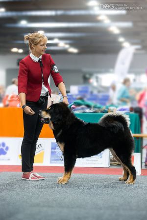 Dog Photo