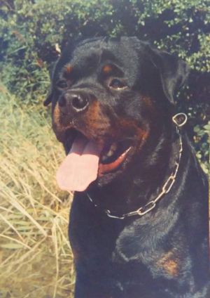 Dog Photo
