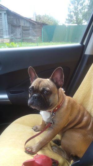 Dog Photo