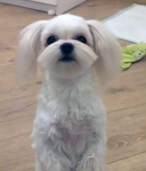 Dog Photo